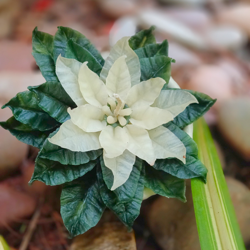 Poinsettia Botanical Wax Bloom ~ Whispering Foliage Collection