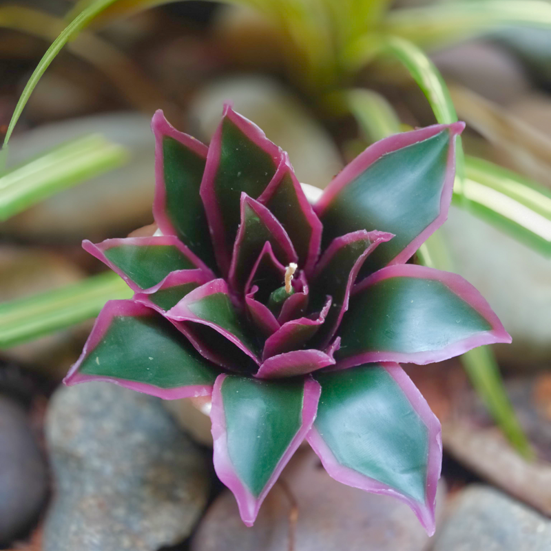 Succulent Botanical Wax Bloom ~ Whispering Foliage Collection