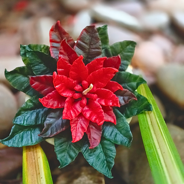 Poinsettia Botanical Wax Bloom ~ Whispering Foliage Collection