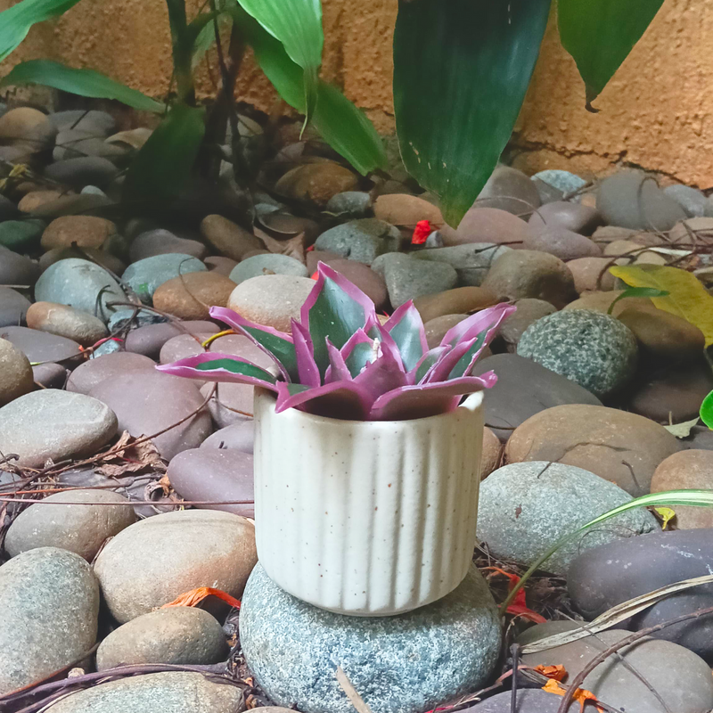 Succulent Botanical Wax Bloom ~ Whispering Foliage Collection