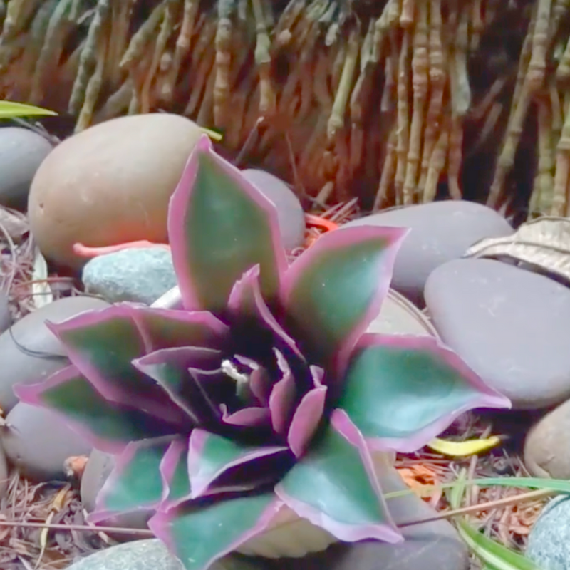 Succulent Botanical Wax Bloom ~ Whispering Foliage Collection