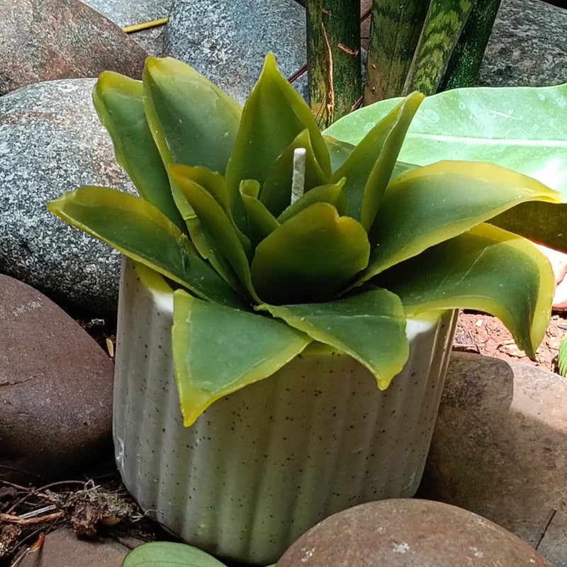 Succulent Botanical Wax Bloom ~ Whispering Foliage Collection
